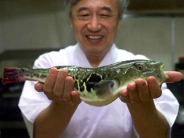Fugu, el pez asesino